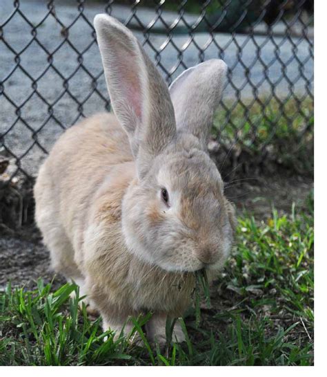 Continental Giant Rabbit | Plumpton Park Zoo