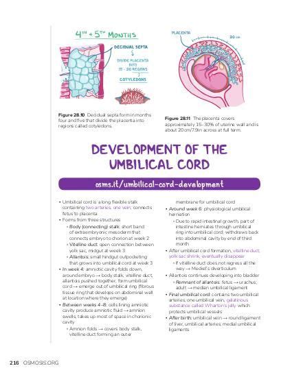 Development of the umbilical cord | Osmosis