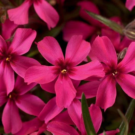 Buy moss phlox Phlox subulata 'Scarlet Flame': Delivery by Waitrose Garden