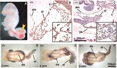 Histological analysis of allantoic development and vascularization. (A ...