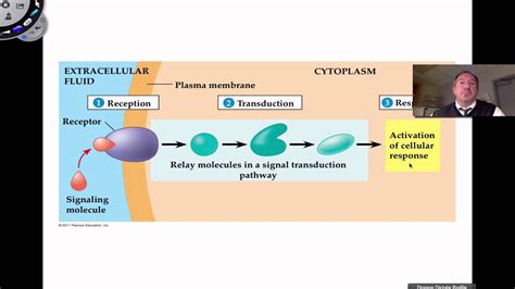 Signal Transduction Pathway Steps