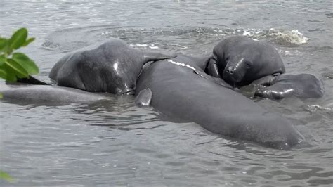 Manatee mating season: Give them their space – WFLA