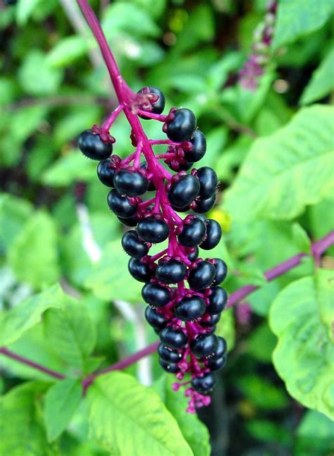 Pokeweed poisonous? - pennlive.com