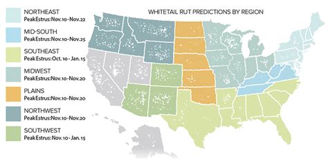 Timing the Whitetail Rut | An Official Journal Of The NRA