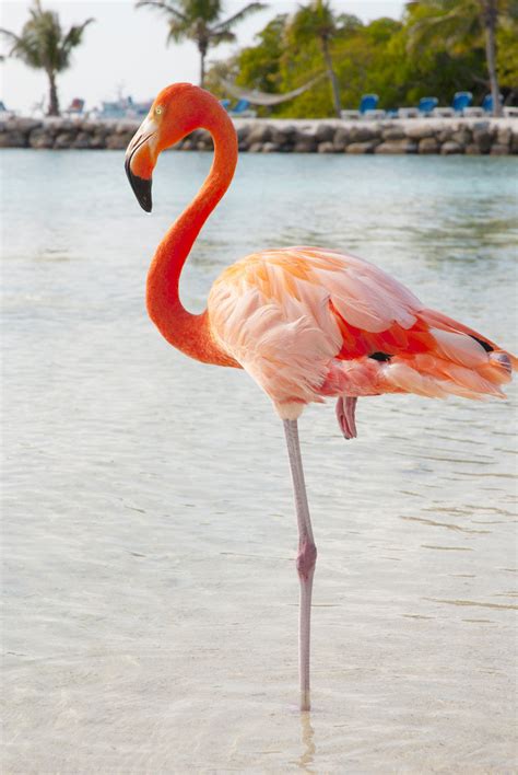 The Importance of Pink Flamingos - DrDavesBest