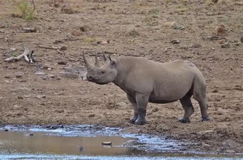 Black Rhinoceros - Facts, Size, Diet, Pictures - All Animal Facts