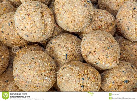 Suet balls stock photo. Image of wild, suet, filled, ball - 53766182