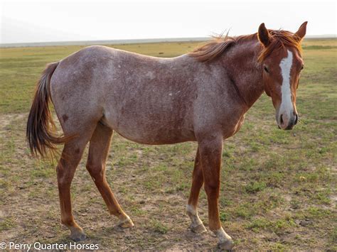 Habanero — Perry Quarter Horses