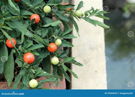 Red Chilli Pepper On Plant - Cherry Chili Stock Photo - Image: 39562642