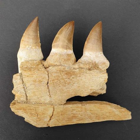 Fossil mosasaur jaw - Teeth - Mosasaurus beaugei - - Catawiki