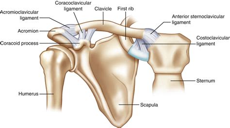 The Acromioclavicular Joint | Musculoskeletal Key