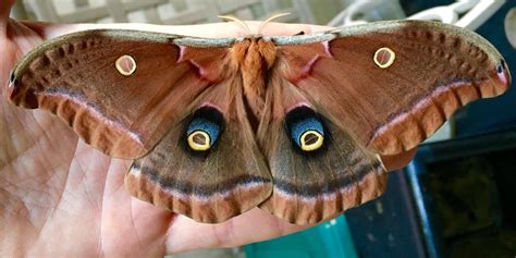 Types Of Moths In Tennessee | U.S. Pest Protection