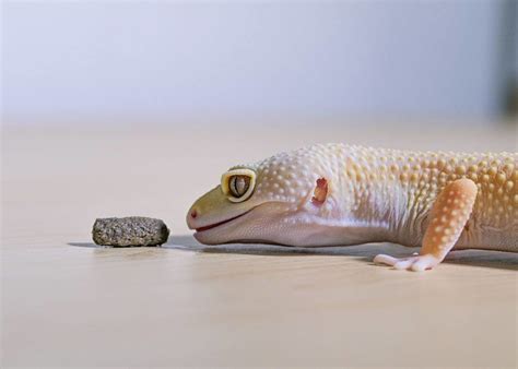 How to Create a Humid Hide For a Leopard Gecko? | MyPetCareJoy