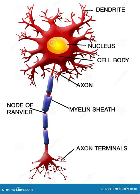 Cellule de neurone illustration de vecteur. Illustration du rendez ...