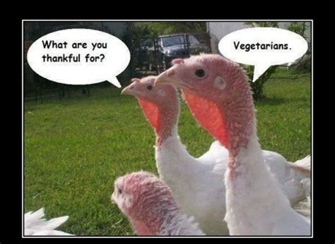 Happy Thanksgiving day | Thanksgiving jokes, Funny animal pictures ...