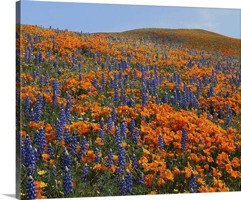 California, Tehachapi Mountains California Poppies, Lupine and ...