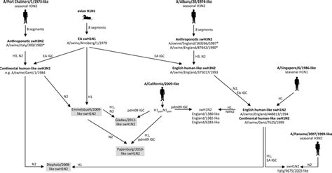 Evolution of German S-IAV. Reassortment events leading to the main... | Download Scientific Diagram