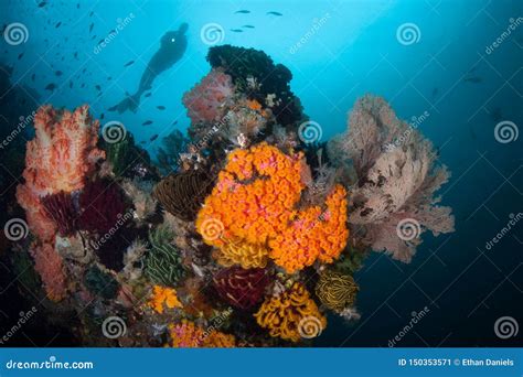 Scuba Diver and Deep Coral Reef in Indonesia Stock Image - Image of ...