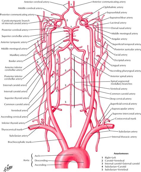 Carotid Arteries