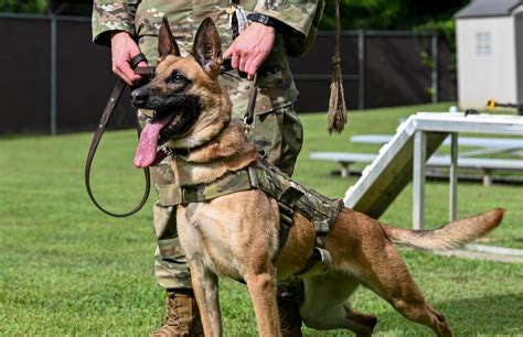 DVIDS - Images - Working like a dog: MWD Maya serves our nation [Image 26 of 27]