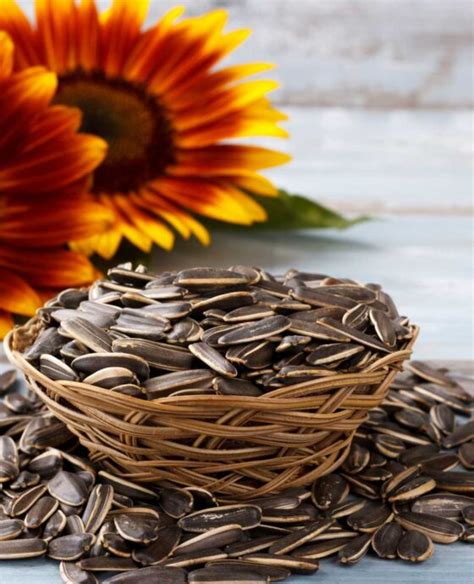 Wholesale Sunflower Seeds - Faralresources Ltd - Non-Oil Export