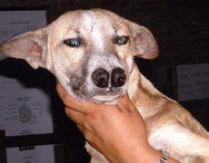 Double Nosed Andean Tiger Hound Info, Temperament, Pictures