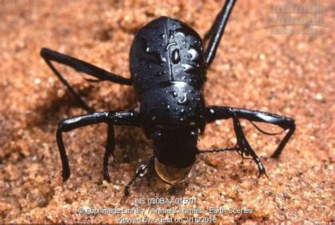 Fog-basking Beetle collects Fog Water (Onymacris unguicularis), Namib Desert by Animals Animals ...