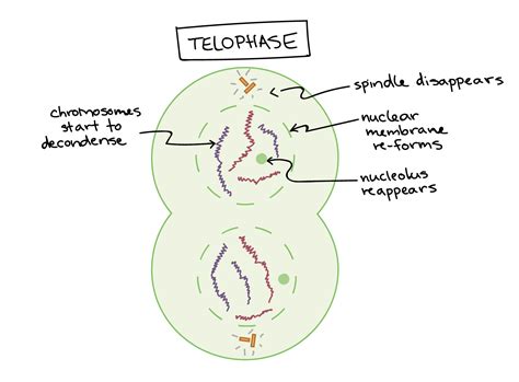 Fajarv: Prophase Drawing Labeled