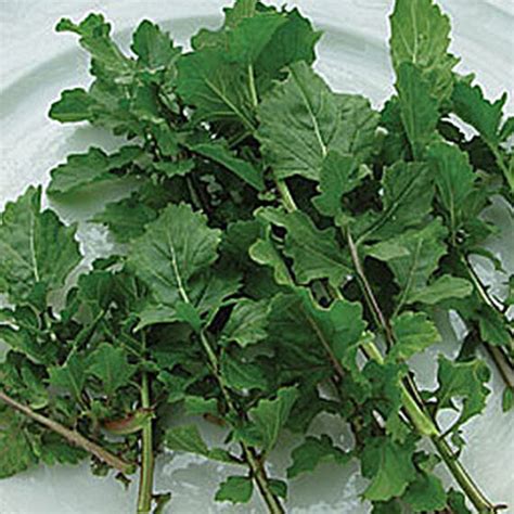 9 of the Best Arugula Varieties | Gardener’s Path