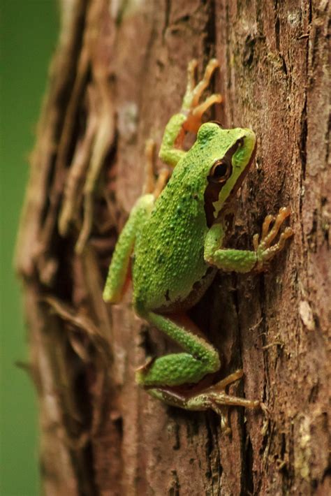 Pacific Tree Frog - Anne McKinnell Photography