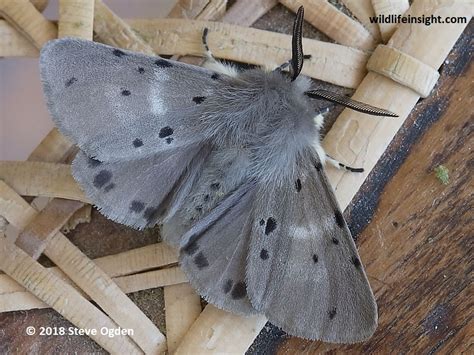 The Muslin Moth and caterpillar (Diaphora mendica) | Wildlife Insight