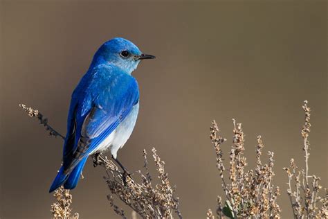 What Is Idaho’s State Bird? How Was It Decided? - Optics Mag