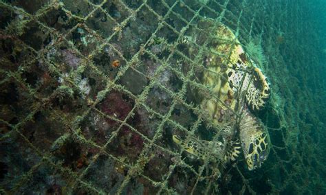 Report highlights urgent need to end bottom trawling