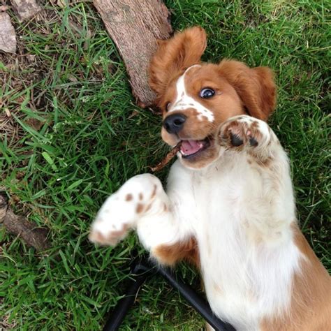 How Much Are Welsh Springer Spaniel Puppies