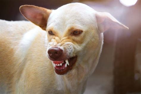 Chew On This: How to Prevent a Dog from Biting﻿ | Oakhurst Veterinary Hospital | Oakhurst ...