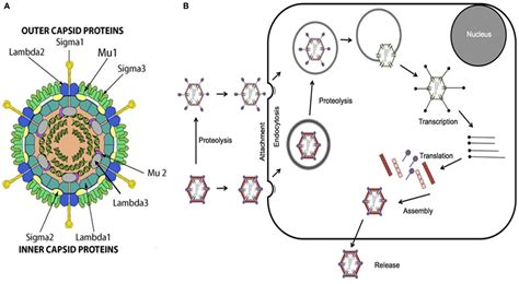 Frontiers | Activated Ras Signaling Pathways and Reovirus Oncolysis: An Update on the Mechanism ...