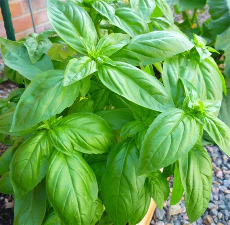 How to Care for Sweet Basil - Dengarden
