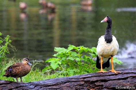 Friendly Animals: Magpie Goose