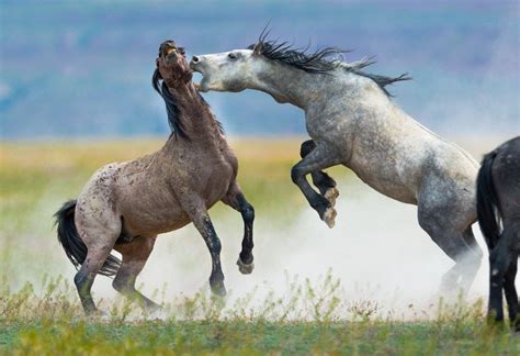 Photographs in this gallery are of various mustangs fighting. All of these photographs are of ...