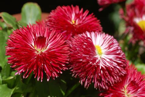 File:Daisy Bellis perennis 'Habanero Red' Flowers 3000px.jpg ...