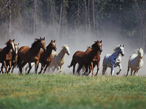 Beautiful Horses Running Wild Wallpapers - Top Free Beautiful Horses Running Wild Backgrounds ...