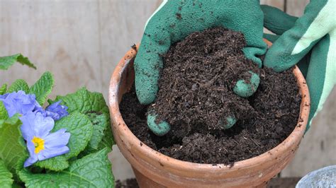 A guide to choosing the best potting mix | OverSixty