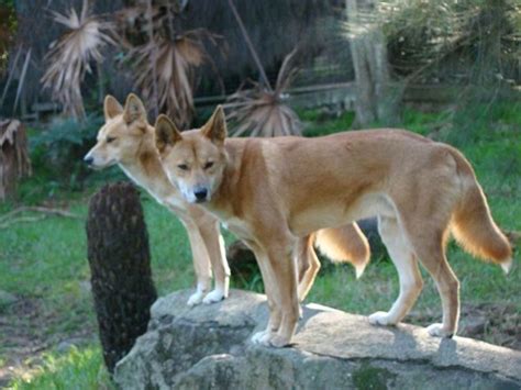 The American Dingo: What Is a Carolina Dog? - PetHelpful