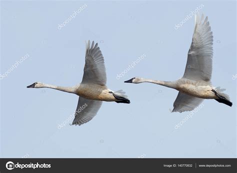 Tundra swan migration Stock Photo by ©davidhoffmannphotography 140770832