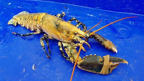 Yellow Lobster caught off the coast of France: | Yellow lobster ...