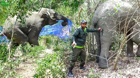 Humans to the Rescue! Elephant shot in the leg being saved - Wild Elaphant Video