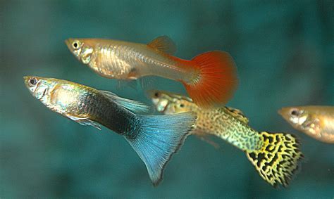 guppy, Tropical, Fish Wallpapers HD / Desktop and Mobile Backgrounds