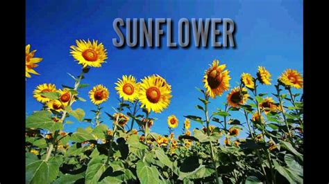 SUNFLOWER LYRICS - YouTube