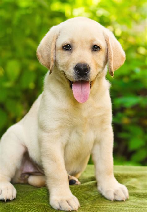 10 Surprising Facts About Labrador Retriever Dogs | Labrador retriever ...