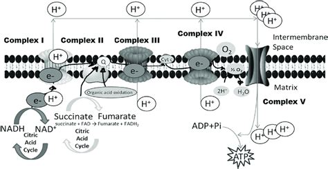 Electron Transport Chain Mitochondria Diagram